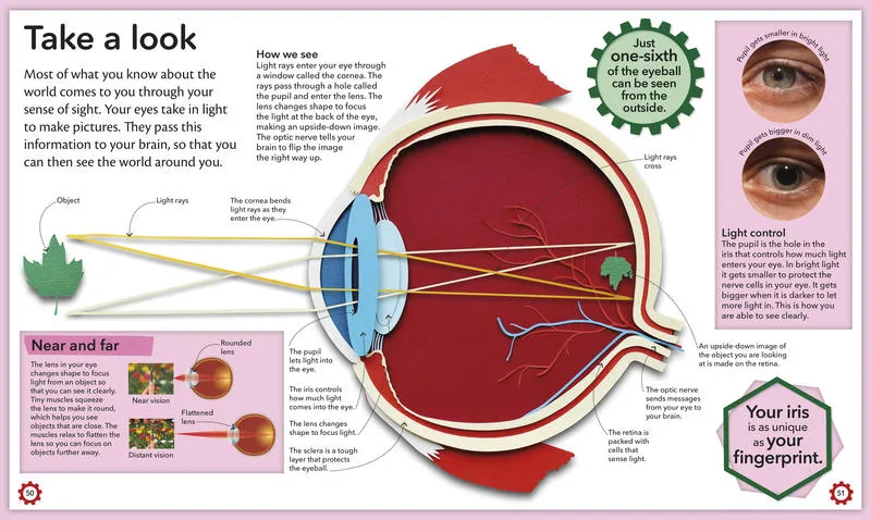 My Amazing Body Machine: A Colorful Visual Guide to How Your Body Works