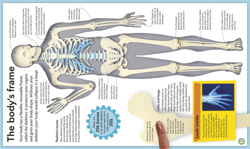 My Amazing Body Machine: A Colorful Visual Guide to How Your Body Works