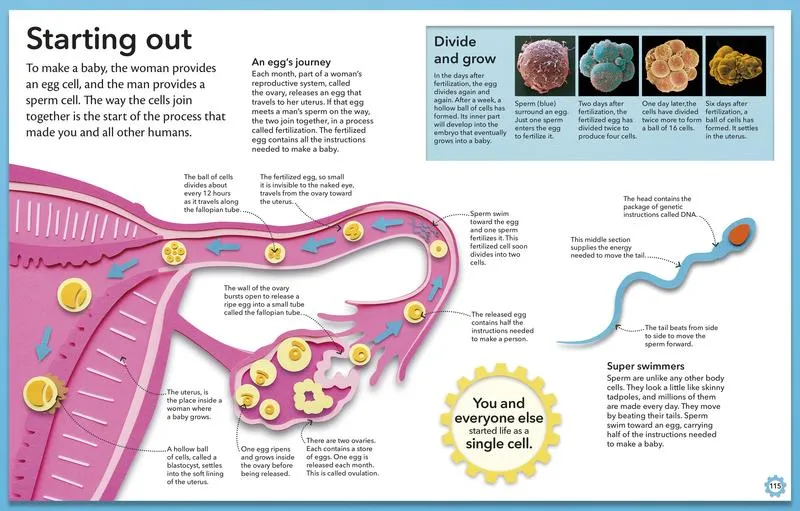 My Amazing Body Machine: A Colorful Visual Guide to How Your Body Works