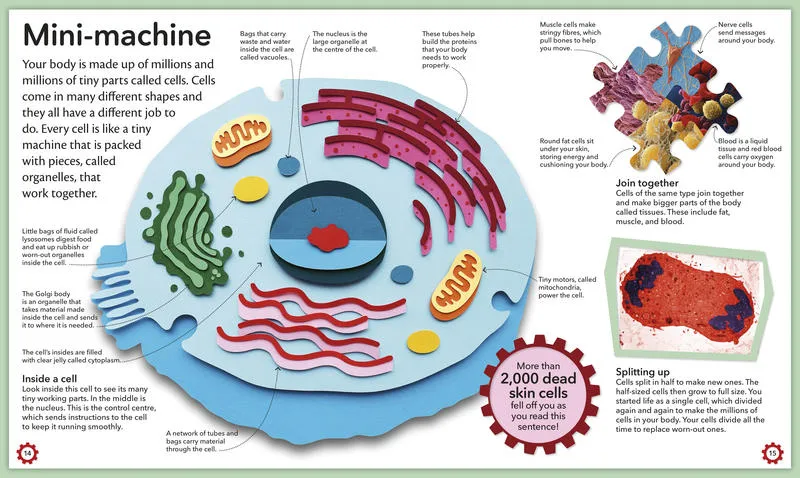 My Amazing Body Machine: A Colorful Visual Guide to How Your Body Works