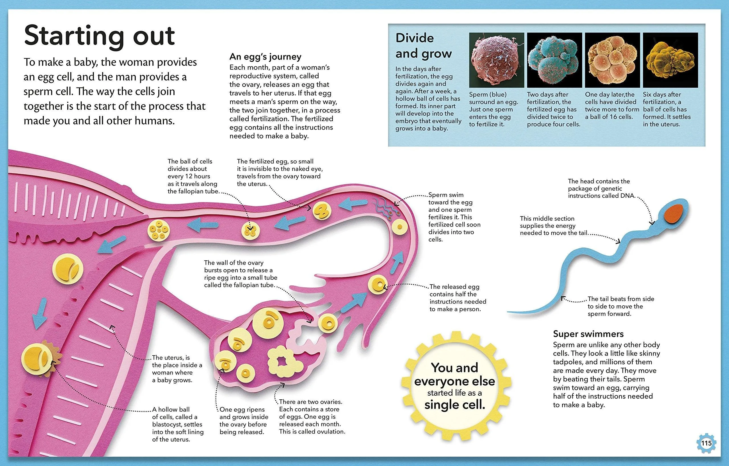 My Amazing Body Machine - A Colorful Visual Guide to How Your Body Works